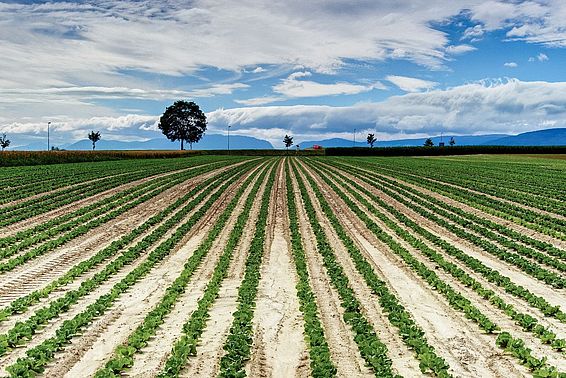 Weitläufiges Feld mit gleichmäßig gepflanzten Reihen junger Pflanzen unter bewölktem Himmel