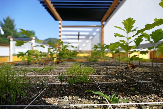 Wachstums-Experiment mit Douglasien und anderen Waldbäumen. (Foto: Beate Kittl/WSL)