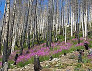 Zwischen vom Waldbrand geschwärzten Baumstämmen wachsen grossflächig rosablühende Weidenröschen.  