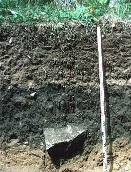 Die Böden des Tessins speichern pro Fläche am meisten Kohlenstoff in den Schweizer Waldböden. Die schwarze Farbe stammt von den hohen Gehalten an ‚Black Carbon’ – Überbleibsel und Zeugen häufiger Waldbrände. Bild: Marco Walser, WSL