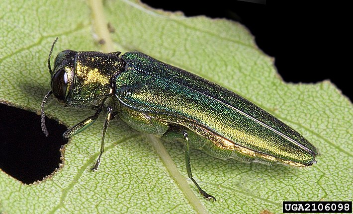 Asiatischer Eschenprachtkäfer mit metallisch grün-goldenem Körper auf einem Blatt mit Loch