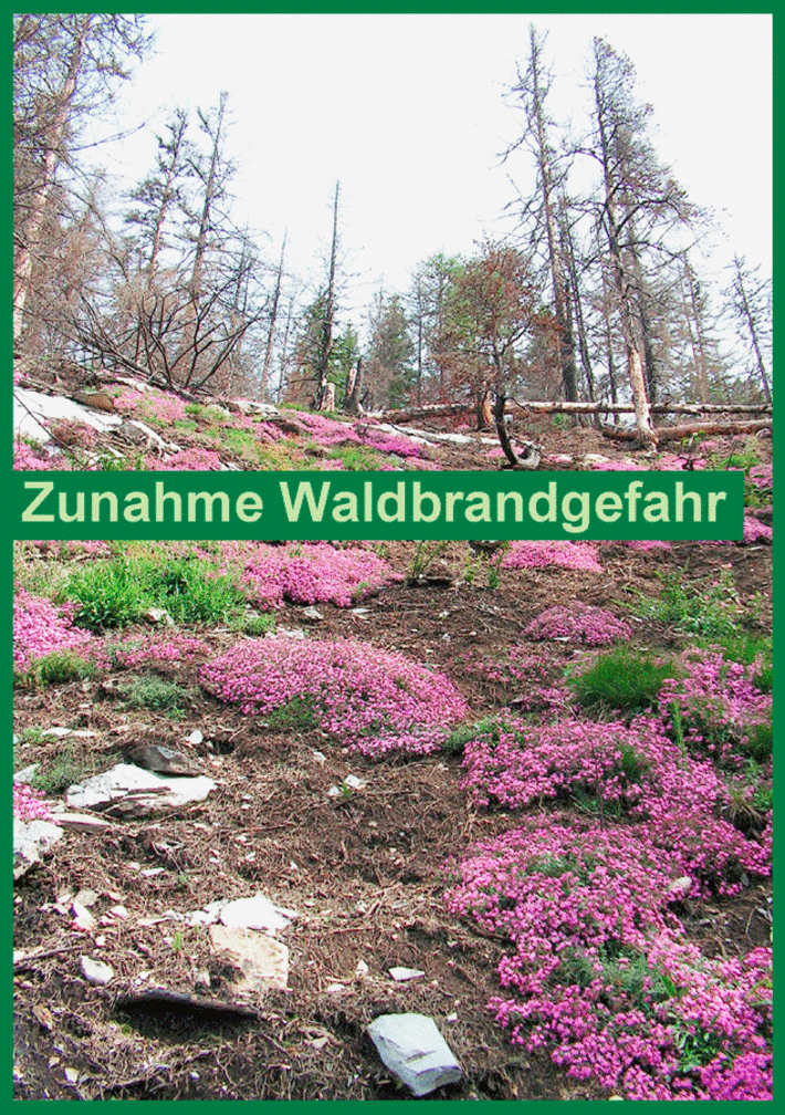 Auf einer Waldbrandfläche wachsen fleckenweise Teppiche rosarotblühender Pflanzen.