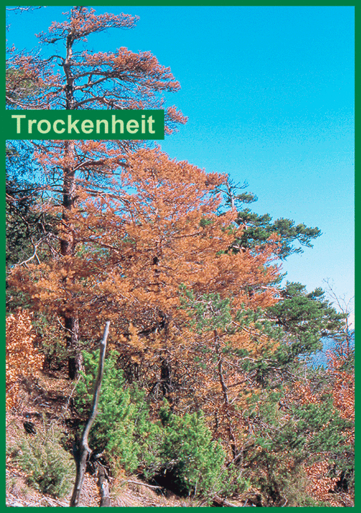 Vor Trockenheit braune Waldföhren stocken auf einem sonnenbeschienen Hang. 