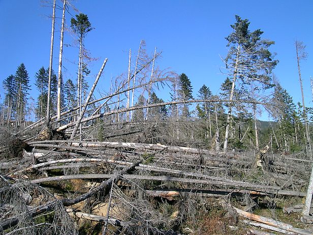 Windwurffläche nach dem Orkan Lothar 1999 im Rorwald oberhalb von Giswil (Kanton Obwalden), Bild: Reinhard Lässig, WSL