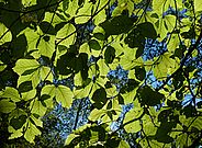 www.waldwissen.net
