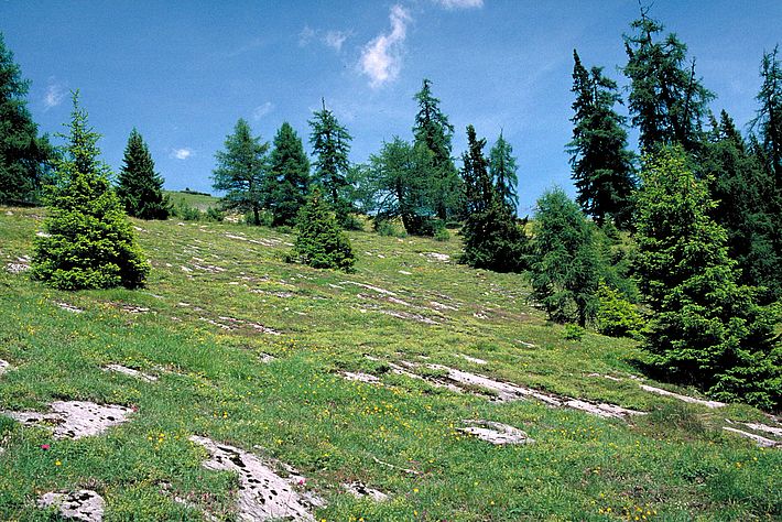 Südhang mit Föhneinfluss.