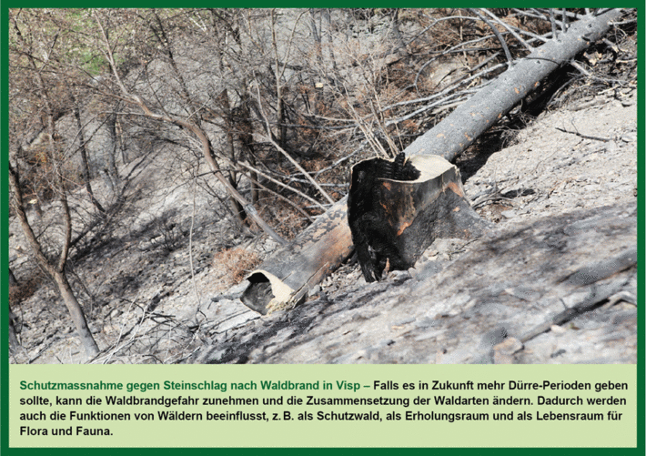 Neben einem schwarz gefärbten Baumstrunk liegt quer der abgesägte, unten ebenfalls versengte Baumstamm.