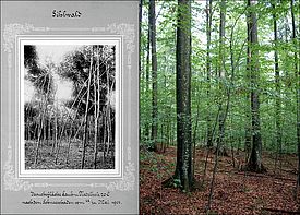 Versuchsfläche 02-020 Biriboden, Sihlwald: Das linke Bild zeigt die Situation ein Jahr nach der Versuchsanlage 1907. Ein Nassschneebruch im Mai hat den Wald gelichtet. Im rechten Bild der selbe Bestand heute, er ist dicht mit hohen Buchen bestanden..