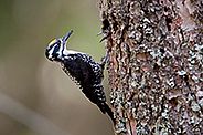 Männchen des Dreizehenspechts an einem Baumstamm. Bild: Christoph Meier-Zwicky