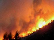 Ein Wald steht in Flammen und die Wolken darüber sind orange gefärbt.