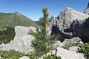 Für die Assoziationsanalyse wurden junge Arven an 16 geographisch und klimatisch möglichst verschiedenen Standorten in der Schweiz beprobt. Hier im im Bild eine junge Arve in Le Lapé in den niederschlagsreichen freiburger Voralpen. Foto: Sabine Brodbeck (WSL).