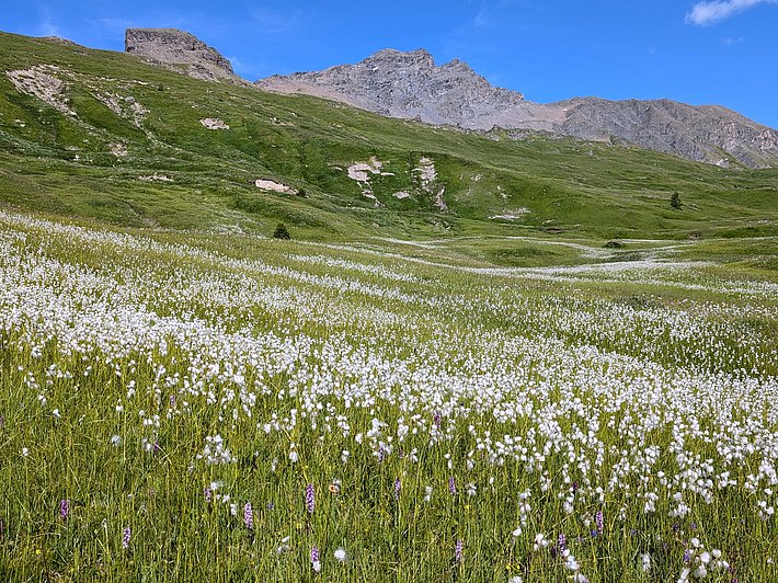 Blühendes Flachmoor mit weißen Wollgrasblüten und violetten Blumen vor grünen Hügeln und felsigen Bergen unter blauem Himmel
