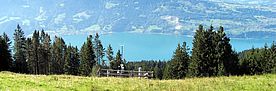 LWF-Fläche in Beatenberg (BE). Foto: WSL