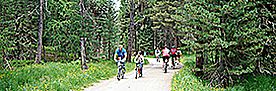 Mehrere Personen fahren mit Fahrrädern auf einem Waldweg umgeben von hohen Bäumen